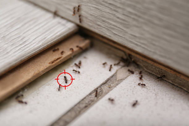 Best Pest Prevention Services  in Village Green, NY