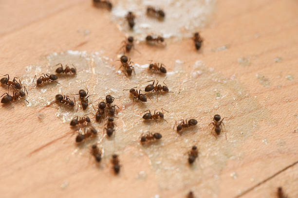 Best Best Pest Control Companies  in Village Green, NY