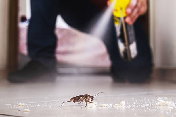 Best Cockroach Control Services  in Village Green, NY